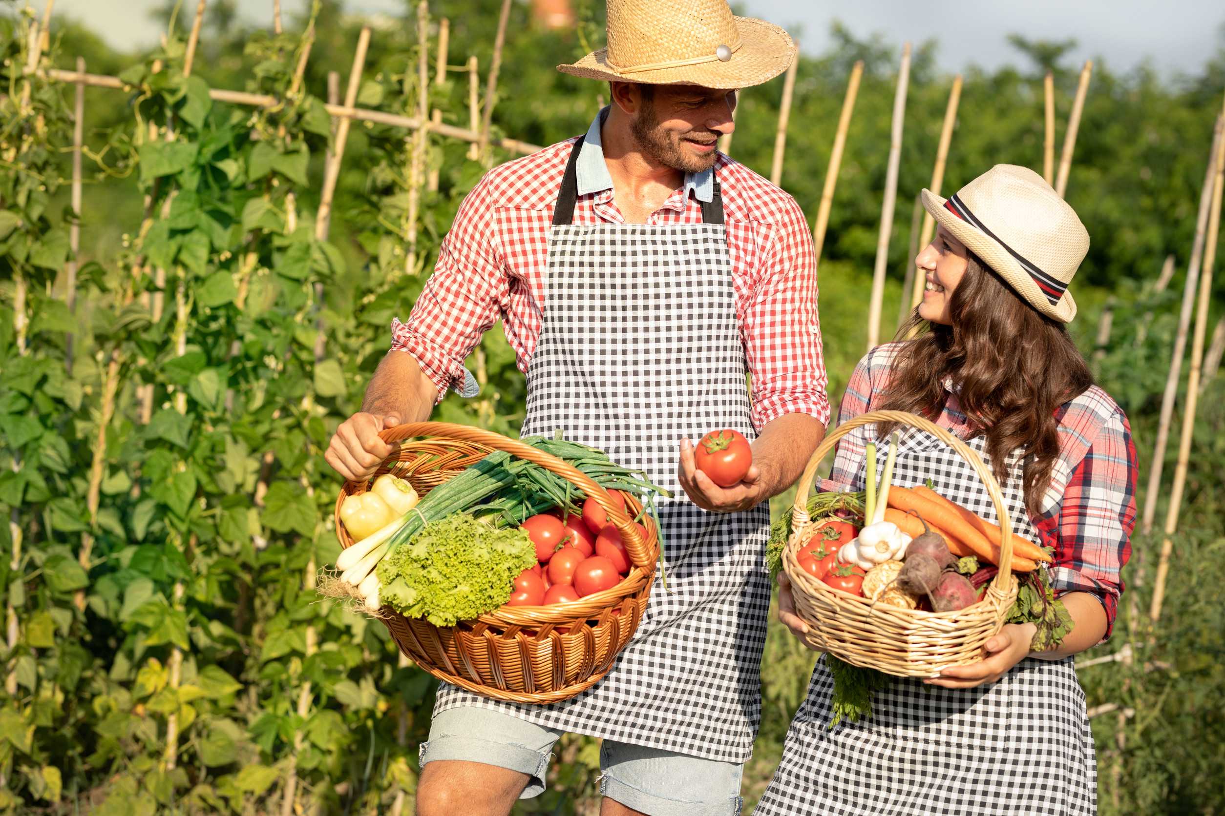 Farmers Harvesting Fresh Organic Vegetables