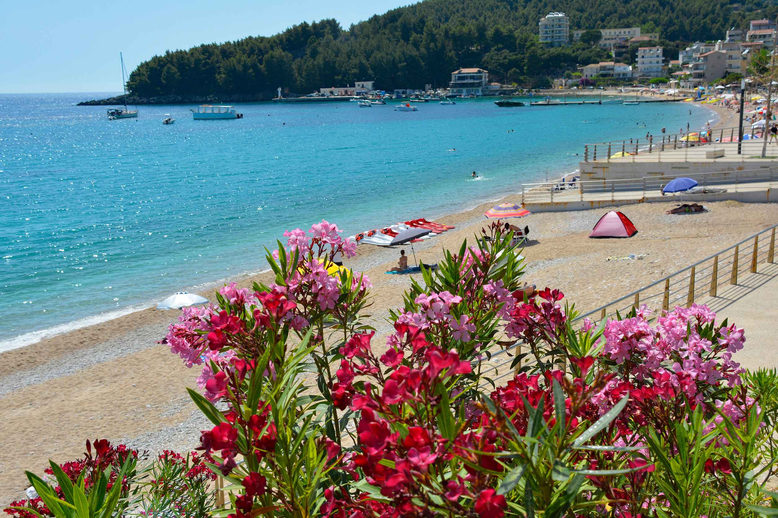 Pink and red oleanders bloom overlooking Sfageio Beach in Himare Bay on the coast of South Albania